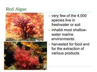 Red Algae
 very few of the 4,000
species live in
freshwater or soil
 inhabit most shallow-
water marine
environments
 harvested for food and
for the extraction of
various products
 
