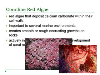 Coralline Red Algae
 red algae that deposit calcium carbonate within their
cell walls
 important to several marine environments
 creates smooth or rough encrusting growths on
rocks
 actively involved in the formation and development
of coral reefs
 