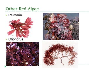 Other Red Algae
 Palmaria
 Chondrus
 