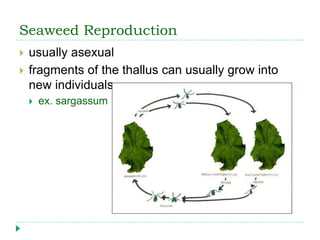 Seaweed Reproduction
 usually asexual
 fragments of the thallus can usually grow into
new individuals
 ex. sargassum
 