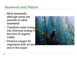 Seaweed and Plants
 Most seaweeds,
although some are
parasitic to other
seaweeds
 Transform solar energy
into chemical energy in
the form of organic
matter
 Produce oxygen for
organisms both on land
and in the ocean
 