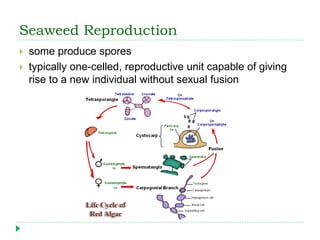 Seaweed Reproduction
 some produce spores
 typically one-celled, reproductive unit capable of giving
rise to a new individual without sexual fusion
 