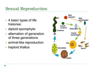 Sexual Reproduction
 4 basic types of life
histories:
 diploid sporophyte
 alternation of generation
of three generations
 animal-like reproduction
 haploid thallus
 