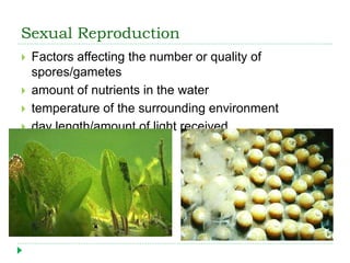 Sexual Reproduction
 Factors affecting the number or quality of
spores/gametes
 amount of nutrients in the water
 temperature of the surrounding environment
 day length/amount of light received
 
