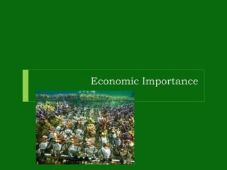 Economic Importance
 