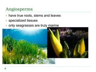Angiosperms
 have true roots, stems and leaves
 specialized tissues
 only seagrasses are truly marine
 