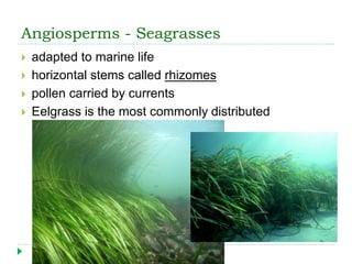 Angiosperms - Seagrasses
 adapted to marine life
 horizontal stems called rhizomes
 pollen carried by currents
 Eelgrass is the most commonly distributed
 