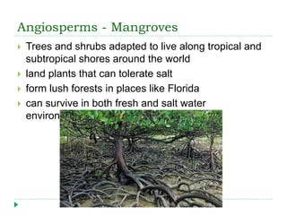 Angiosperms - Mangroves
 Trees and shrubs adapted to live along tropical and
subtropical shores around the world
 land plants that can tolerate salt
 form lush forests in places like Florida
 can survive in both fresh and salt water
environments
 