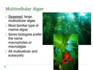 Multicellular Algae
 Seaweed: large,
multicellular algae
 Most familiar type of
marine algae
 Some biologists prefer
the name
macrophytes or
macroalgae
 All multicellular and
eukaryotic
 