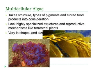 Multicellular Algae
 Takes structure, types of pigments and stored food
products into consideration
 Lack highly specialized structures and reproductive
mechanisms like terrestrial plants
 Vary in shapes and sizes
 