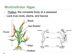 Multicellular Algae
 Thallus: the complete body of a seaweed
 Lack true roots, stems, and leaves
 