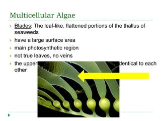 Multicellular Algae
 Blades: The leaf-like, flattened portions of the thallus of
seaweeds
 have a large surface area
 main photosynthetic region
 not true leaves, no veins
 the upper and lower surfaces of blades are identical to each
other
 