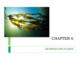 CHAPTER 6
SEAWEED AND PLANTS
 