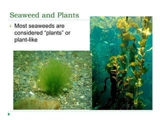 Seaweed and Plants
 Most seaweeds are
considered “plants” or
plant-like
 