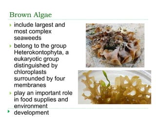 Brown Algae
 include largest and
most complex
seaweeds
 belong to the group
Heterokontophyta, a
eukaryotic group
disting...