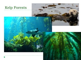 Kelp Forests
 