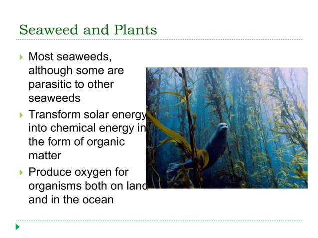 thesis title about seaweeds