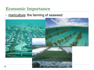 Economic Importance
 mariculture: the farming of seaweed
 