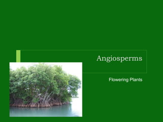 Angiosperms
Flowering Plants
 