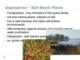 Angiosperms – Salt-Marsh Plants
 Cordgrasses - true members of the grass family
 not true marine plants, tolerant of sal...