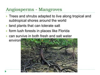 Angiosperms - Mangroves
 Trees and shrubs adapted to live along tropical and
subtropical shores around the world
 land p...