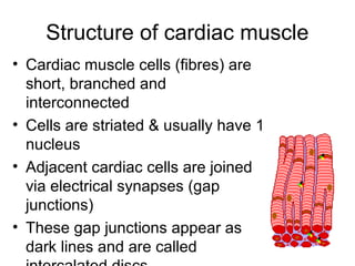 chapter6-themuscularsystem-151207133246-lva1-app6891.pdf