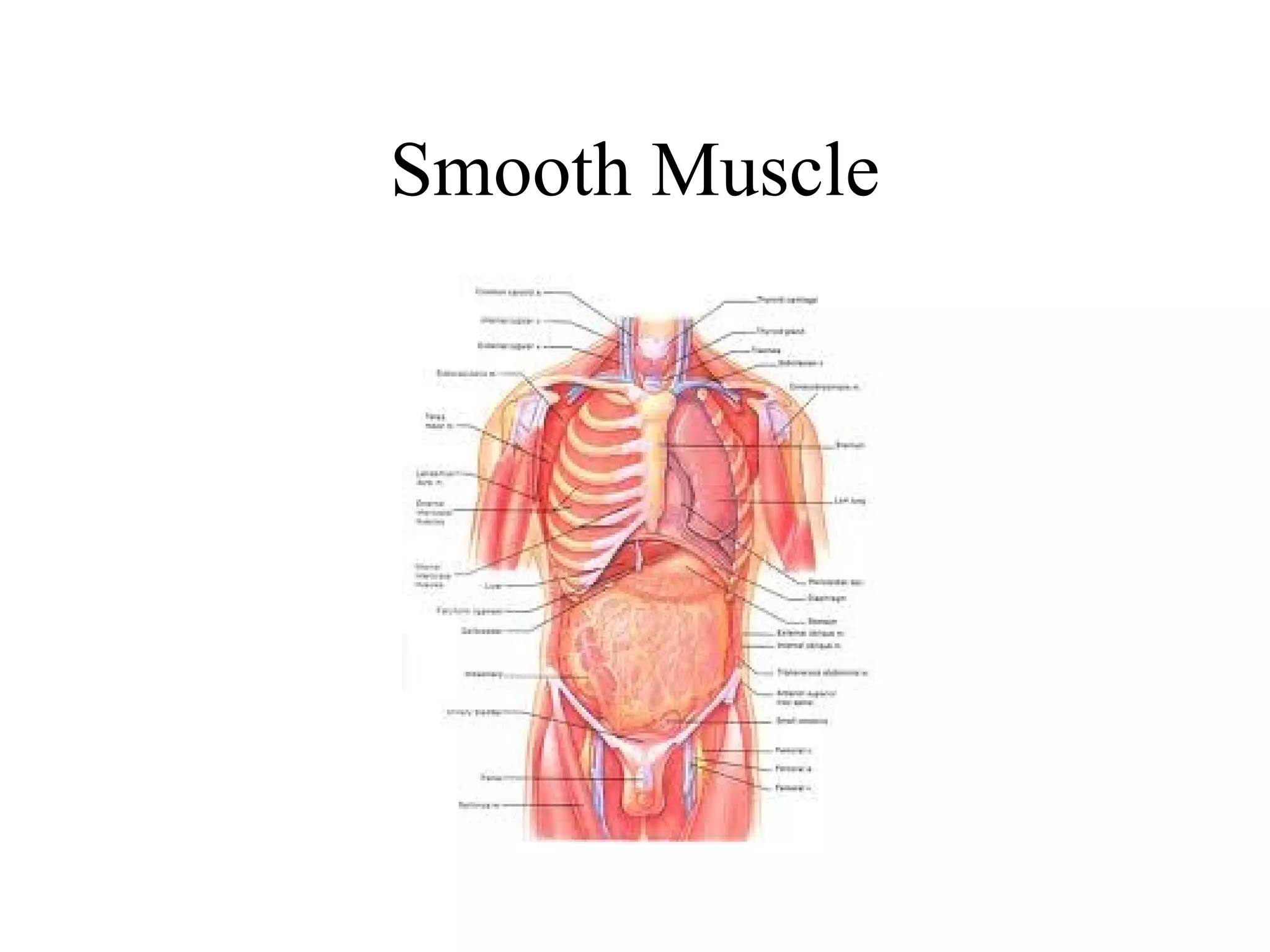 Chapter 6 - The Muscular System | PPT