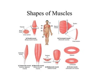 In Shape Muscules Chapter 6 - The Muscular System | PPT