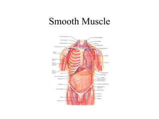 Chapter 6 - The Muscular System | PPT
