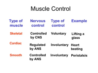 Chapter 6 - The Muscular System | PPT