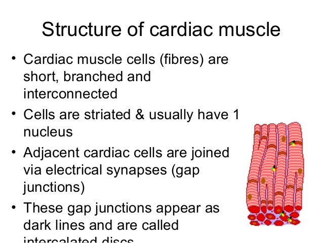 Chapter 6 - The Muscular System