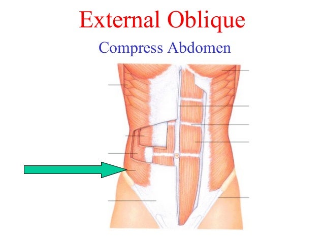 photo Chapter 6 The Muscular System chapter 6 the muscular system