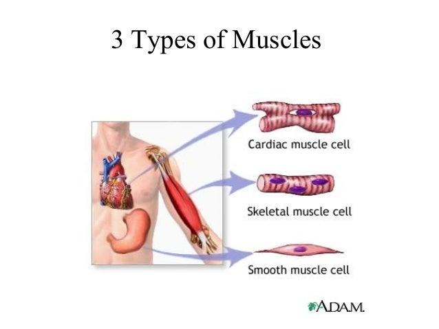 chapter 6 - the muscular system chapter 6 - the muscular system, Muscles