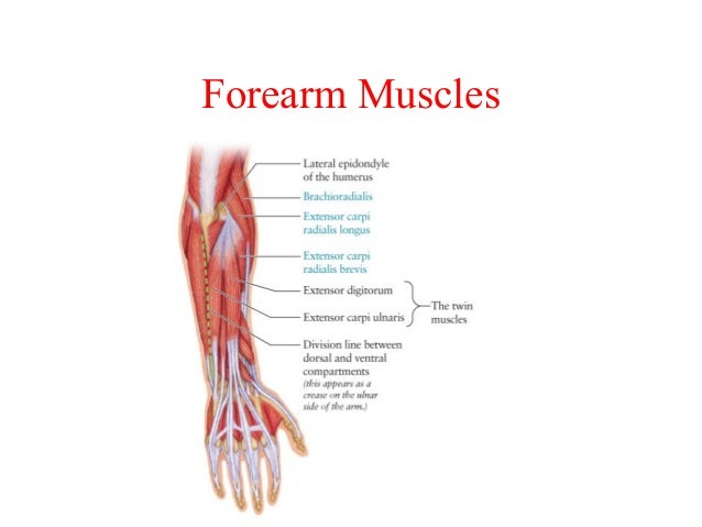 Anatomy And Physiology Coloring Workbook Chapter 6 Muscles