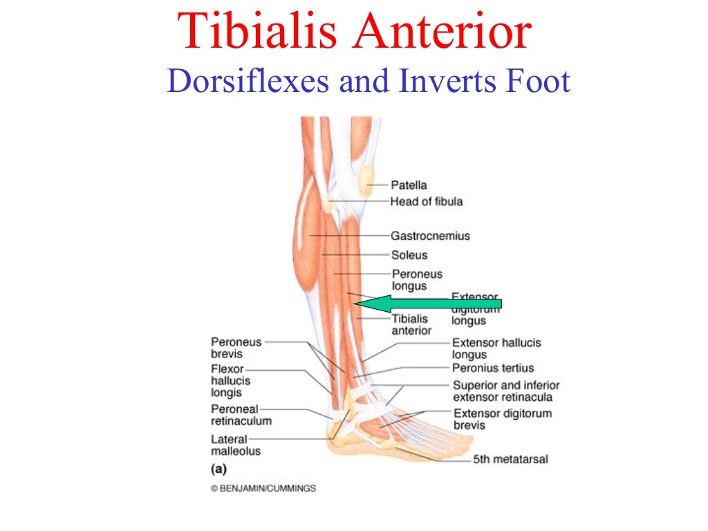 Chapter 6 The Muscular System Chapter 6 - The Muscular System