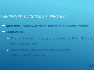 LABORATORY DIAGNOSIS OF DIPHTHERIA
 Specimen: Throat swab and a portion of pseudomembrane
 Direct smear
 Gram stain: Club shaped gram-positive bacilli with Chinese
letter arrangement
 Albert’s stain: Green bacilli with bluish black
metachromatic granules
20
 