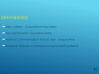 DIPHTHEROIDS
 Also called – Coryneform bacteria
 Nondiphtherial corynebacteria
 Normal commensals in throat, skin, conjunctiva
 Invasive disease in immunocompromised patients
42
 