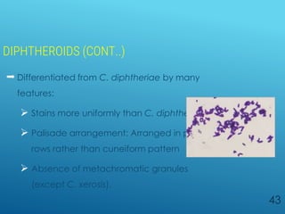 DIPHTHEROIDS (CONT..)
 Differentiated from C. diphtheriae by many
features:
 Stains more uniformly than C. diphtheriae
 Palisade arrangement: Arranged in parallel
rows rather than cuneiform pattern
 Absence of metachromatic granules
(except C. xerosis).
43
 