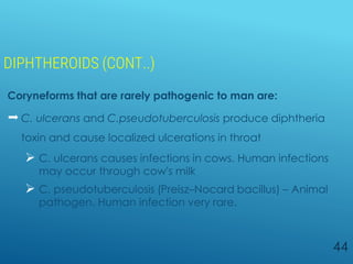 DIPHTHEROIDS (CONT..)
Coryneforms that are rarely pathogenic to man are:
 C. ulcerans and C.pseudotuberculosis produce diphtheria
toxin and cause localized ulcerations in throat
 C. ulcerans causes infections in cows. Human infections
may occur through cow's milk
 C. pseudotuberculosis (Preisz–Nocard bacillus) – Animal
pathogen. Human infection very rare.
44
 