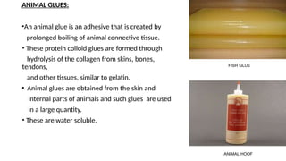 ANIMAL GLUES:
•An animal glue is an adhesive that is created by
prolonged boiling of animal connective tissue.
• These protein colloid glues are formed through
hydrolysis of the collagen from skins, bones,
tendons,
and other tissues, similar to gelatin.
• Animal glues are obtained from the skin and
internal parts of animals and such glues are used
in a large quantity.
• These are water soluble.
FISH GLUE
ANIMAL HOOF
 