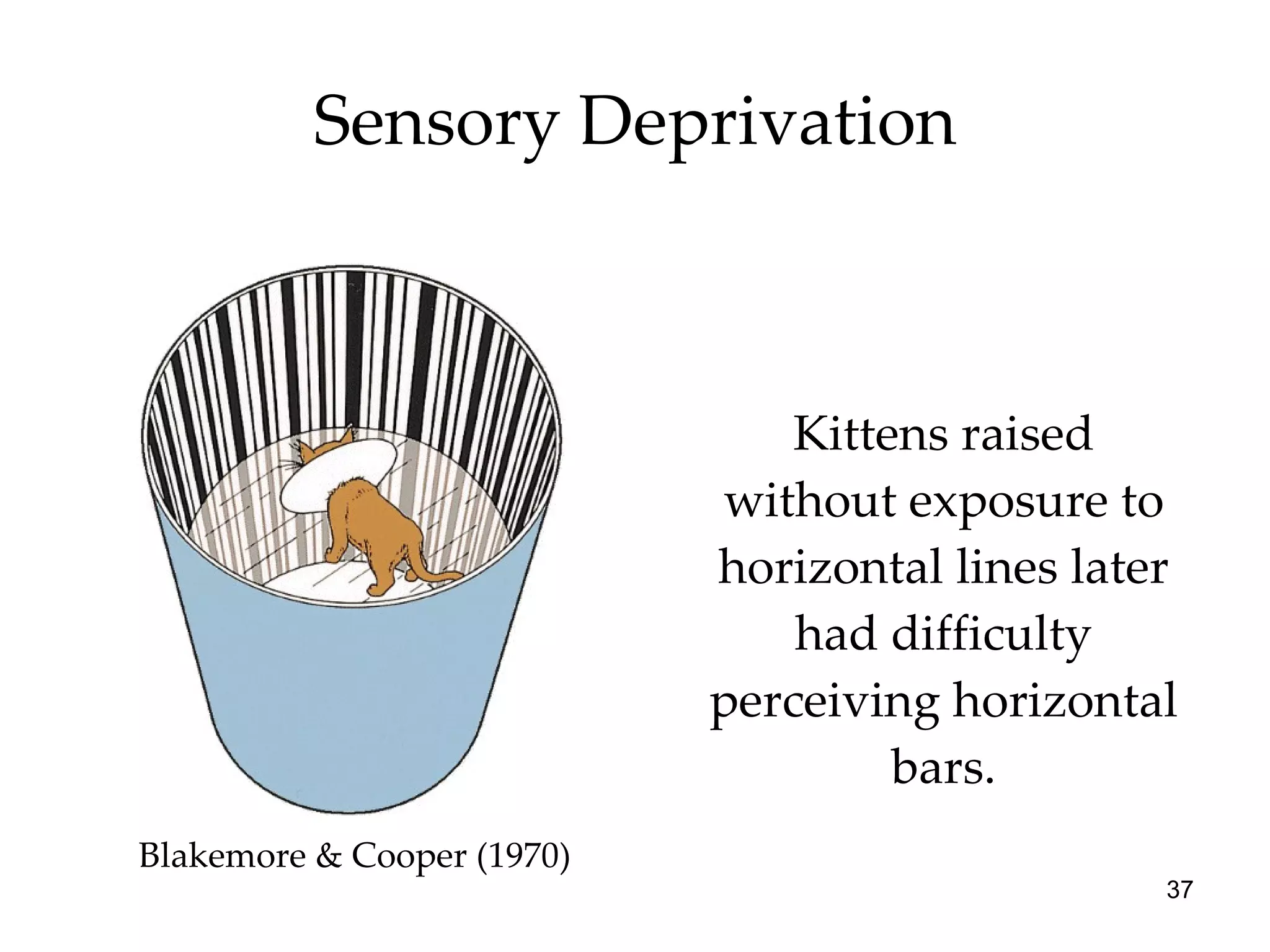 Kittens raised without exposure to horizontal lines later had difficulty perceiving horizontal bars. Sensory Deprivation Blakemore & Cooper (1970) 