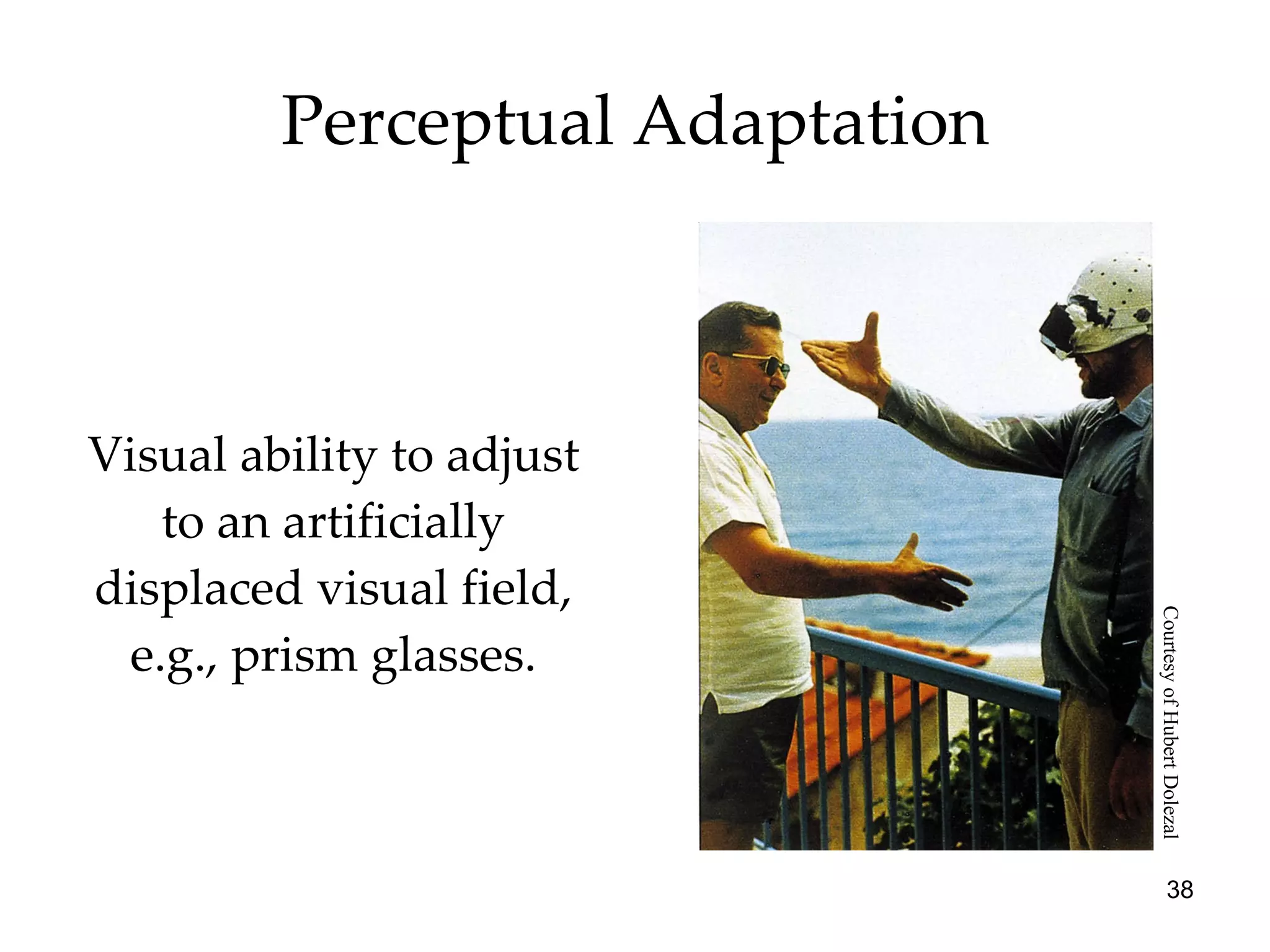 Perceptual Adaptation Visual ability to adjust to an artificially displaced visual field, e.g., prism glasses. Courtesy of Hubert Dolezal 
