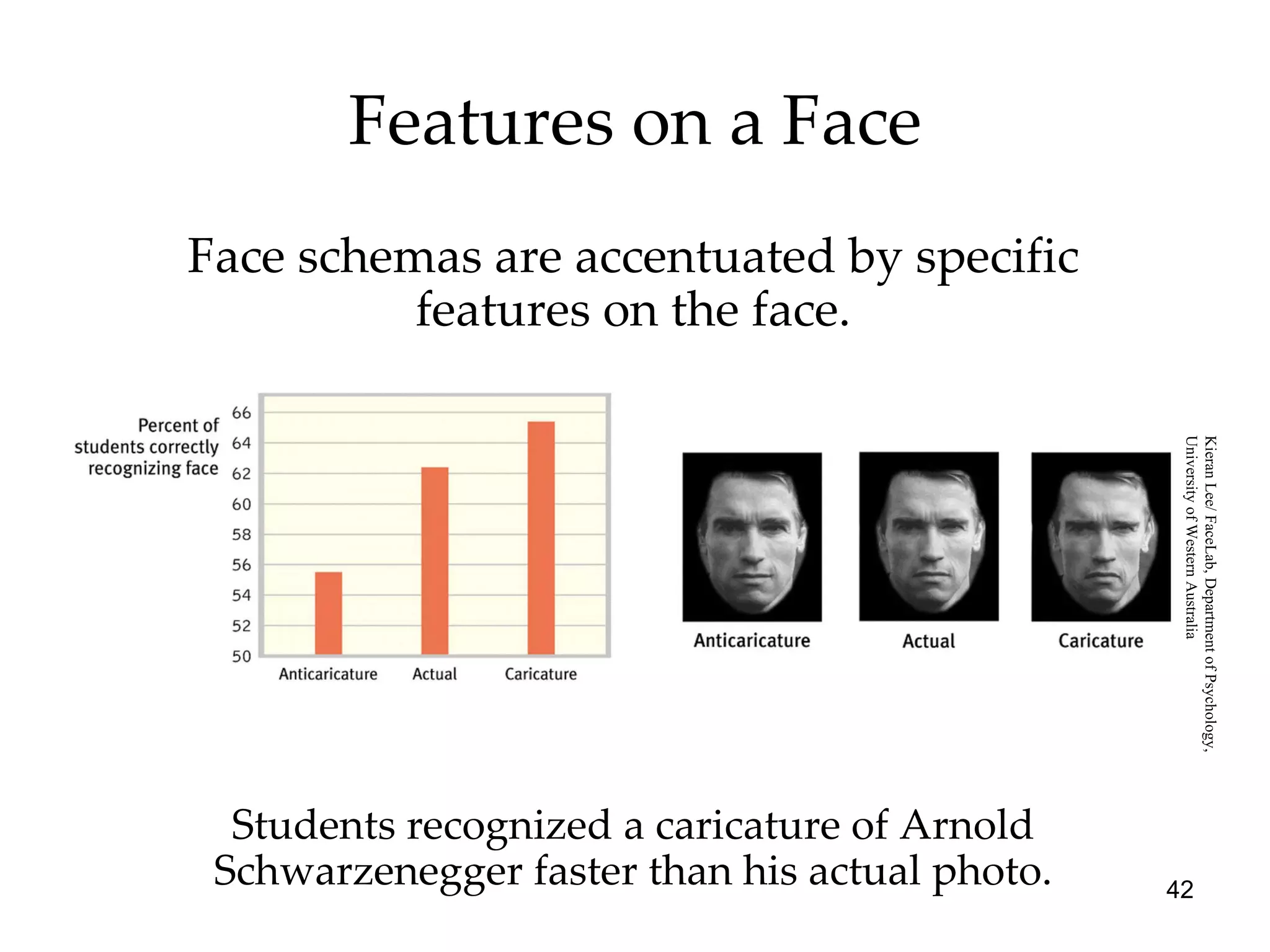 Features on a Face Students recognized a caricature of Arnold Schwarzenegger faster than his actual photo. Face schemas are accentuated by specific features on the face. Kieran Lee/ FaceLab, Department of Psychology,  University of Western Australia 