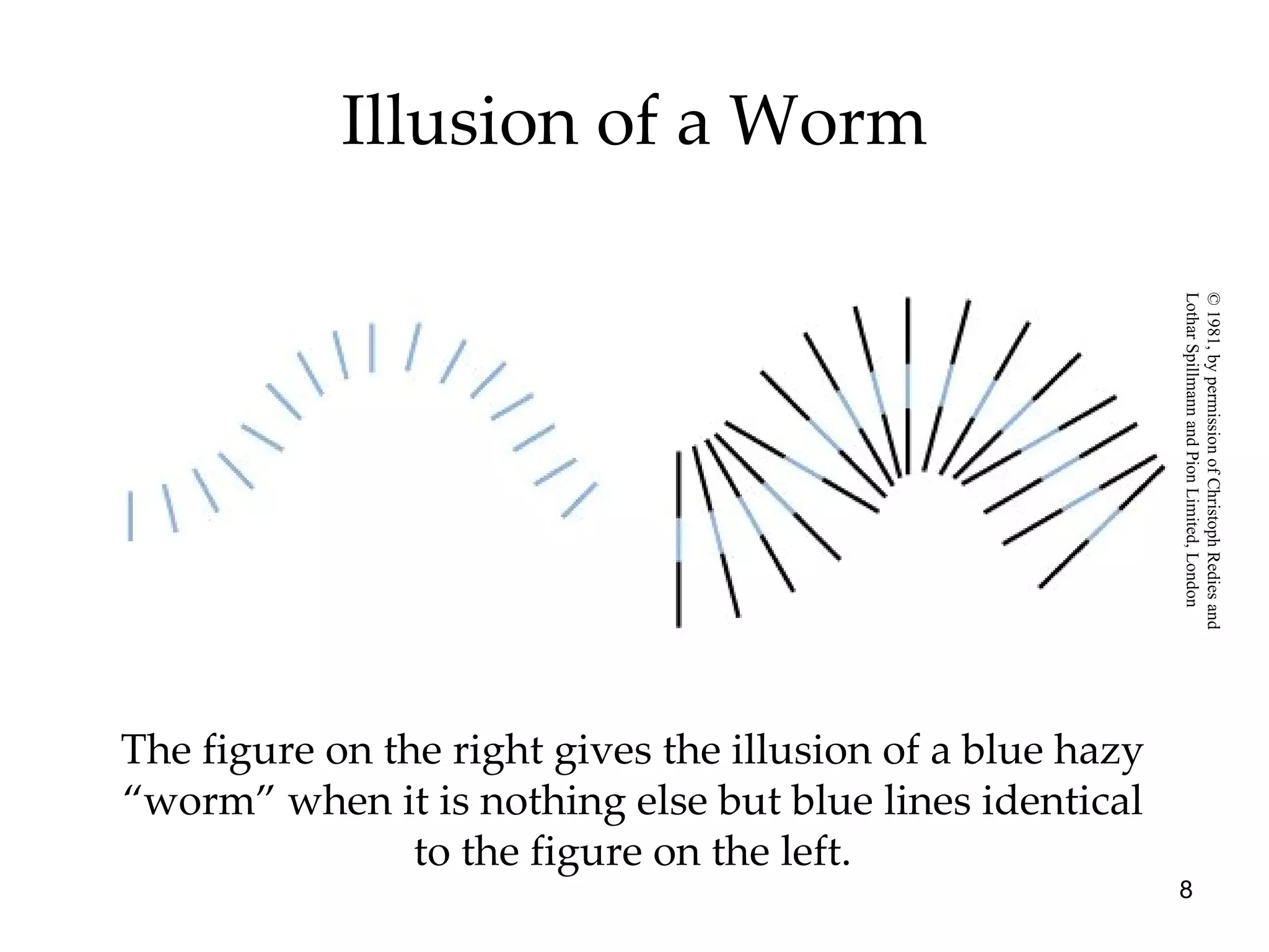 Illusion of a Worm The figure on the right gives the illusion of a blue hazy “worm” when it is nothing else but blue lines identical to the figure on the left. © 1981, by permission of Christoph Redies and  Lothar Spillmann and Pion Limited, London 