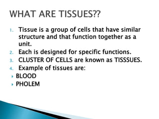 1. Tissue is a group of cells that have similar
structure and that function together as a
unit.
2. Each is designed for specific functions.
3. CLUSTER OF CELLS are known as TISSSUES.
4. Example of tissues are:
 BLOOD
 PHOLEM
 