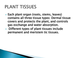  Each plant organ (roots, stems, leaves)
contains all three tissue types: Dermal tissue
covers and protects the plant, and controls
gas exchange and water absorption.
 Different types of plant tissues include
permanent and meristem tic tissues.
 