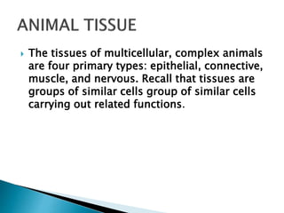  The tissues of multicellular, complex animals
are four primary types: epithelial, connective,
muscle, and nervous. Recall that tissues are
groups of similar cells group of similar cells
carrying out related functions.
 