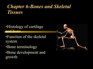Chapter 6-Bones and Skeletal Tissues ,[object Object],[object Object],[object Object],[object Object]