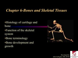 Chapter 6-Bones and Skeletal Tissues


•Histology of cartilage and
bone
•Function of the skeletal
system
•Bone terminology
•Bone development and
growth

                                          Developed by
                              John Gallagher, MS, DVM
 