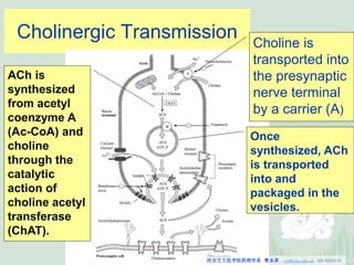 Chapter 6 Introduction to autonomic Pharmacology.ppt